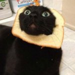 cat bread ig?