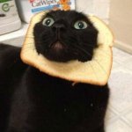 cat bread ig? meme