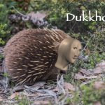 Meme man echidna