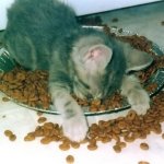 Cat Passed Out Food Bowl template
