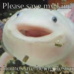 Endangered Species | Please save my kind; Our homes are being destroyed | image tagged in axolotl | made w/ Imgflip meme maker