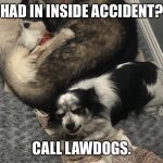 LawDogs | HAD IN INSIDE ACCIDENT? CALL LAWDOGS. | image tagged in lawdogs | made w/ Imgflip meme maker