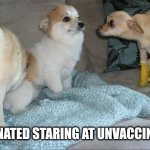 Dog Stares at dog | VACCINATED STARING AT UNVACCINATED... | image tagged in dog stares at dog | made w/ Imgflip meme maker