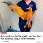 Seagull covered in curry