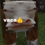 vaca