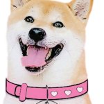 DogeGF