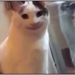 Smiley Cat