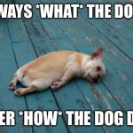? | IT’S ALWAYS *WHAT* THE DOG DOIN, NEVER *HOW* THE DOG DOIN | image tagged in tired dog | made w/ Imgflip meme maker
