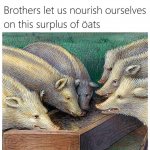 Surplus of oats