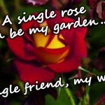 Rose Friendship | A single rose can be my garden... a single friend, my world. | image tagged in rose,friendship | made w/ Imgflip meme maker