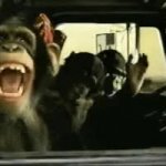 Party chimps GIF Template