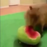 Capyara Eating Watermelon GIF Template