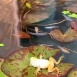 Frog Lily Pad Fish GIF Template