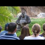 Gorilla lecture