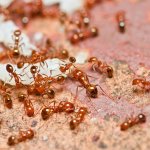 Fahr Ants!!! Fahr Ants!!!