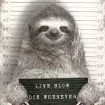 Sloth mugshot