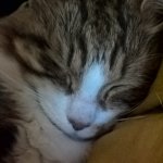 Gizmo (my cat) 2