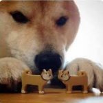 A shiba dog pushing two dog toys together