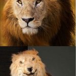 sexy vs dumb lion