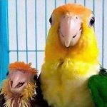 parent parrots parrot