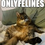 OnlyFelines | ONLYFELINES | image tagged in human cat ii | made w/ Imgflip meme maker
