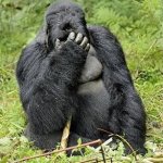 Gorilla Facepalm