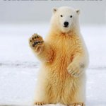 hello polar bear | HELLO THIS POLAR BEAR WANTS YOU TO STOP SCROLLIG AND SAY HI AND ALSO; PLS UPVOTE GOOD MEMES | image tagged in hello polar bear | made w/ Imgflip meme maker