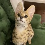 Serval Cat thingy GIF Template