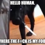 hello human | HELLO HUMAN. WHERE THE F#CK IS MY FOOD | image tagged in mess with labbo you get stabbo | made w/ Imgflip meme maker