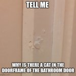 This has been there ever since we moved here and I tought tis would be a great memory idea | TELL ME; WHY IS THERE A CAT IN THE DOORFRAME OF THE BATHROOM DOOR | image tagged in cat in the wall,meme,funny,homemade | made w/ Imgflip meme maker