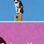 cat on pole