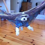 Dog hanging in hammock