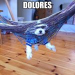 Dog hanging in hammock | DOLORES | image tagged in dog hanging in hammock | made w/ Imgflip meme maker