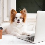 Cute Office Dog