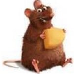 Rat