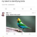 My talent is identifying birds