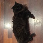 Cat | image tagged in the great snug rug,cat | made w/ Imgflip meme maker