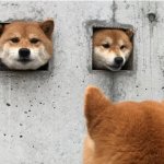 The doge council