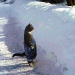 Cat snow