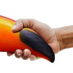 extra toucan beak