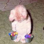 Sad cat holding buckets of love