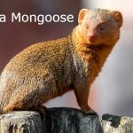 Only high quality memes are produced here | image tagged in a mongoose | made w/ Imgflip meme maker