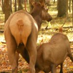 Elk Butt template