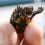 happy baby turtle