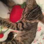 Strawberry cat template