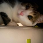 Athena The Cat