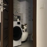 Athena The Cat On Toilet