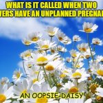 Daily Bad Dad Joke Oct 29 2021 | WHAT IS IT CALLED WHEN TWO FLOWERS HAVE AN UNPLANNED PREGNANCY? AN OOPSIE-DAISY | image tagged in spring daisy flowers | made w/ Imgflip meme maker