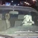 dogs driving