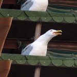 Inhaling Seagull